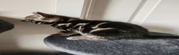 Mixed Breed cats for sale: ❤️❤️❤️ Four adorable kittens ❤️❤️❤️  - Advert 9