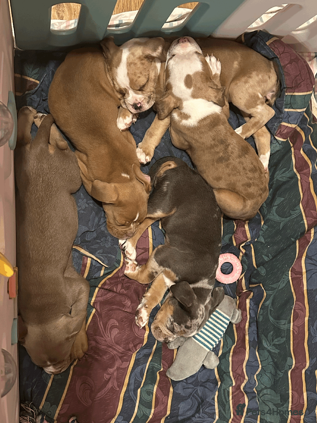 Old Tyme Bulldog dogs for sale: Old Tyme Bull Dog Puppies ( 8 weeks old) - Advert 8