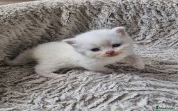 British Shorthair cats for sale: British shorthair and longhair  - Image 14