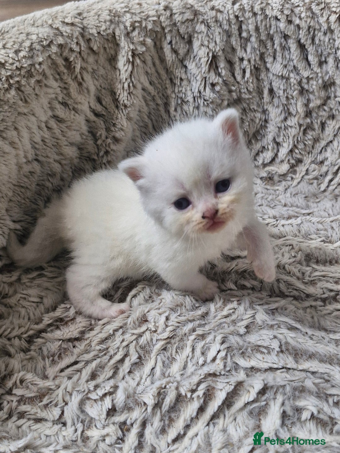 British Shorthair cats for sale: British shorthair and longhair  - Image 14