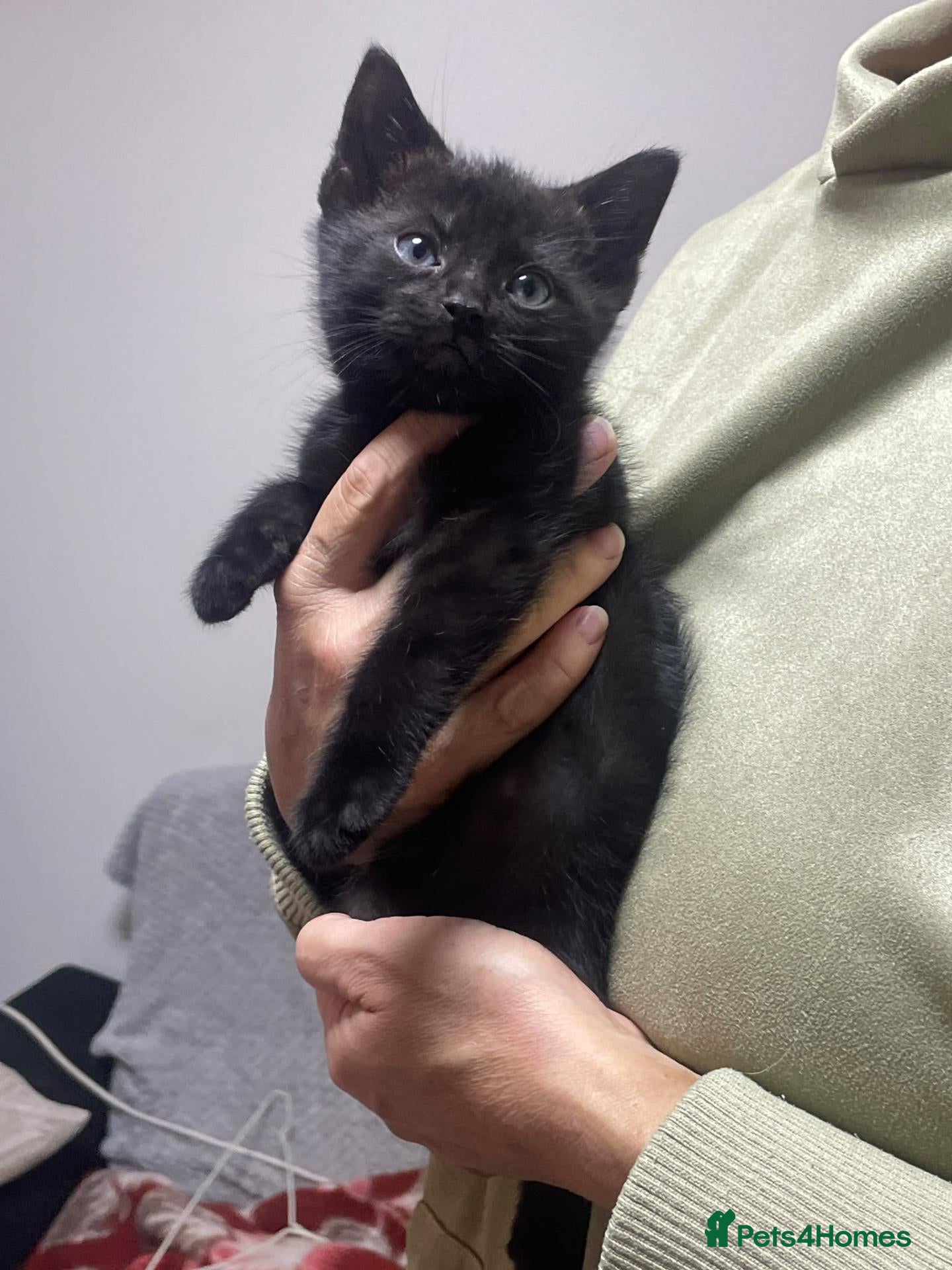 Mixed Breed cats Beautiful kittens for sale. - Advert 13