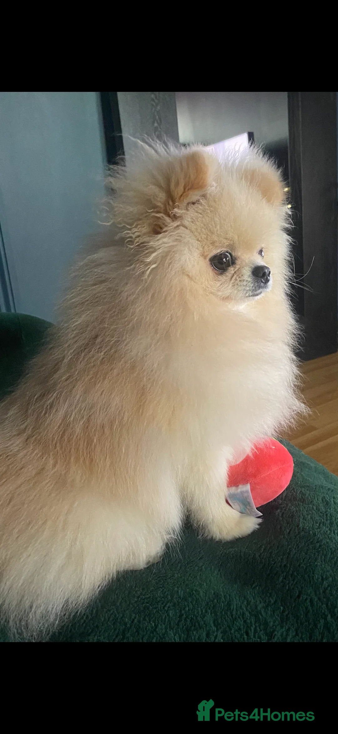 Pomeranian dogs for stud: Pomeranian Studd in Ashbourne - Advert 2