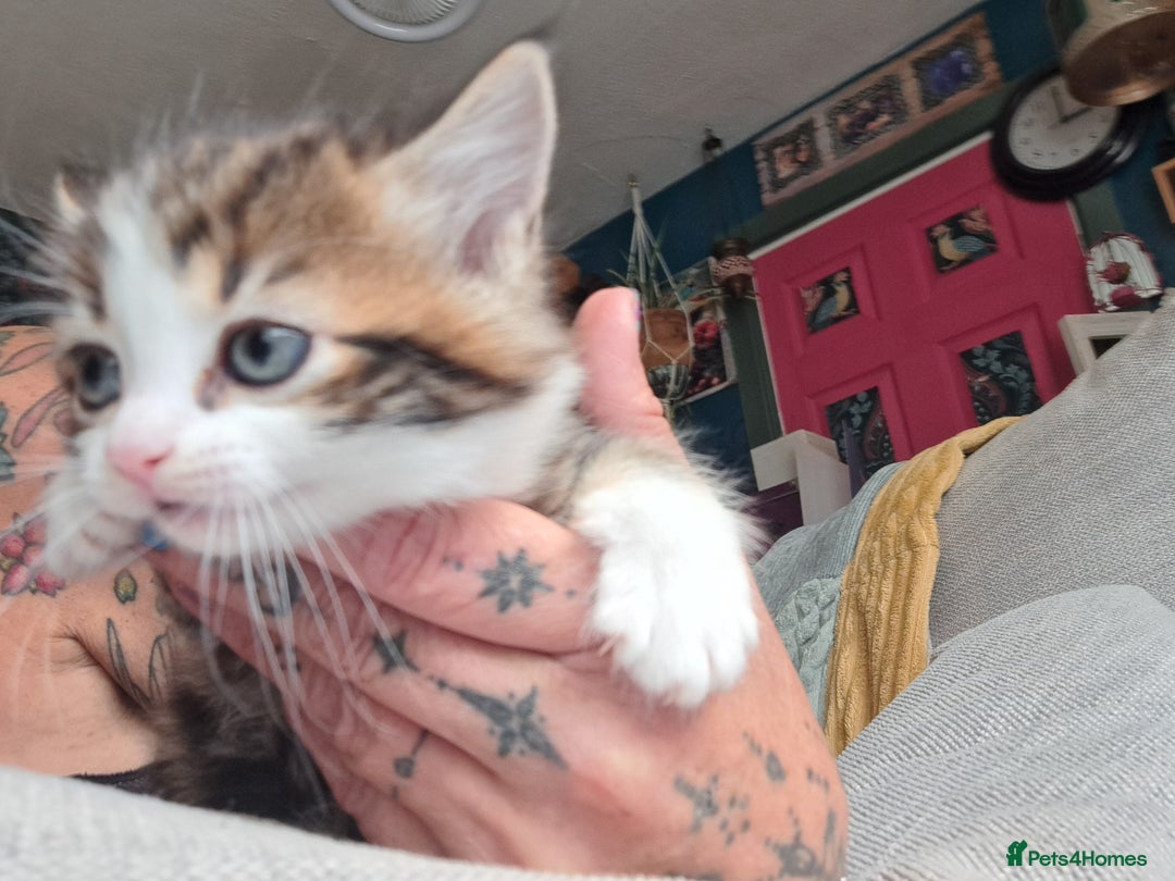 Maine Coon cats for sale: Maine Coon X kittens  - Image 6