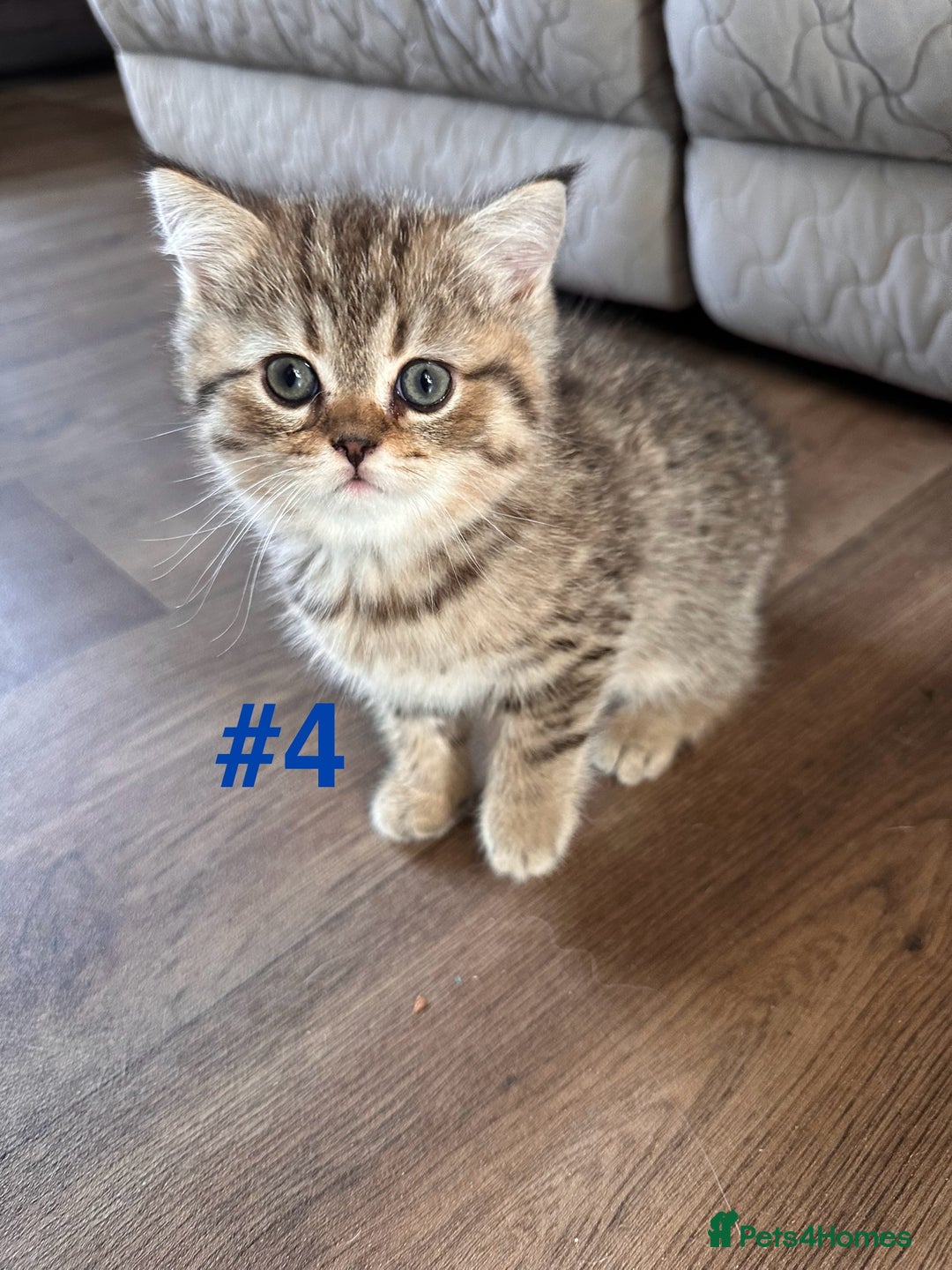Scottish Fold cats for sale: Adorable Scottish Fold Kittens Ready for New Homes - Image 19
