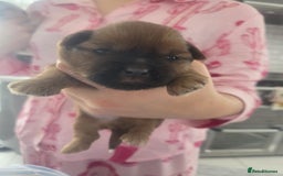 Shih Tzu dogs for sale: Shih tzu puppies - Image 4