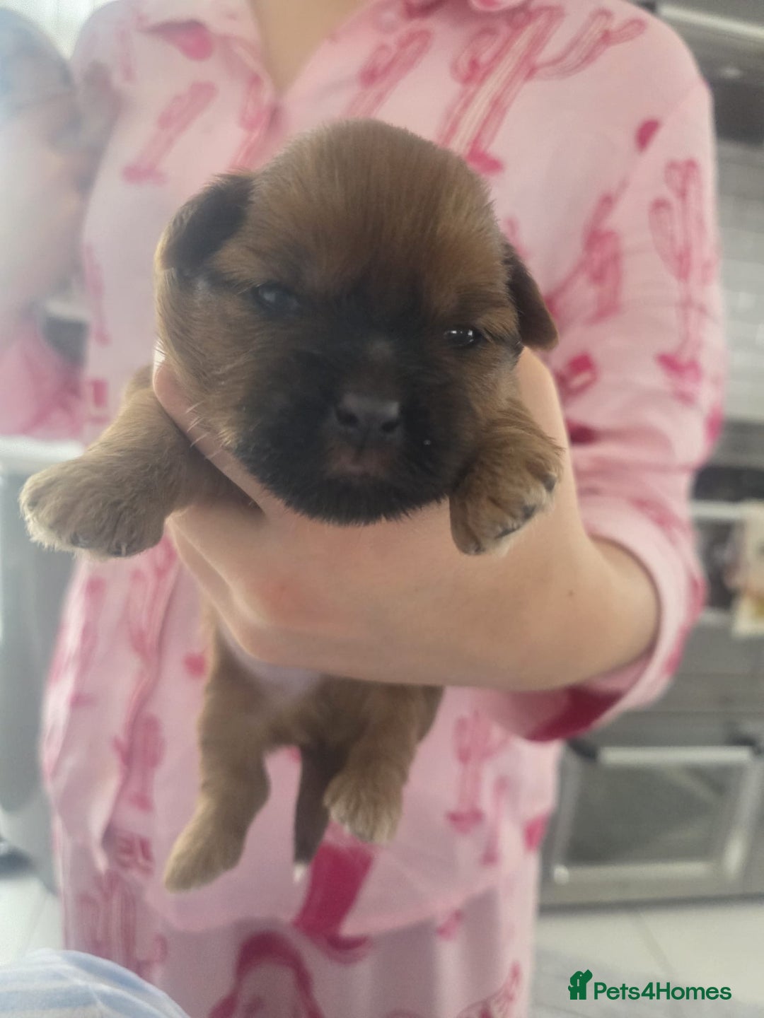 Shih Tzu dogs for sale: Shih tzu puppies - Image 4