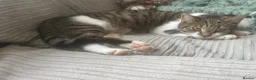 Mixed Breed cats for sale: Tabby cross kitten. One male left - Advert 6