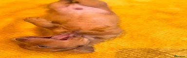 Dachshund 1