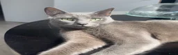 Russian Blue cats for sale: Russian blue house trained cat - Advert 2