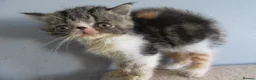 Exotic cats for sale: Lovely exotic kittens - Advert 3