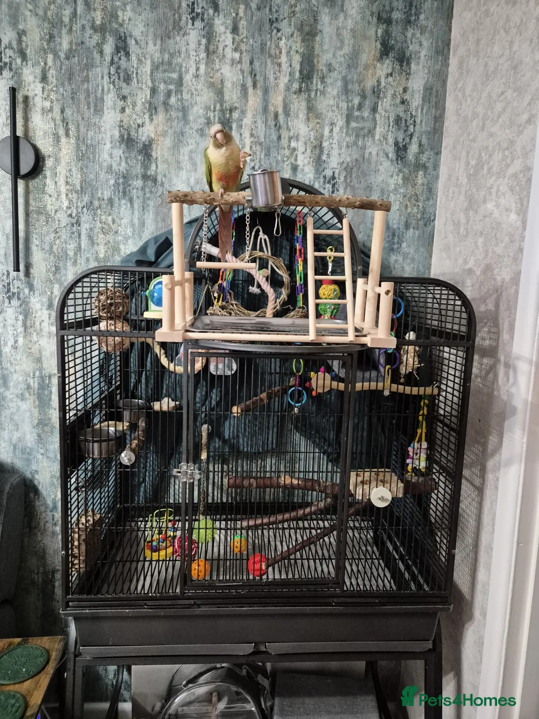 Conures birds for sale: Hand Reared Green Cheek Conure with Full Setup - Advert 6