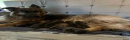 German Shepherd dogs for sale: Stunning German Shepherd Puppies for Sale! - Advert 3