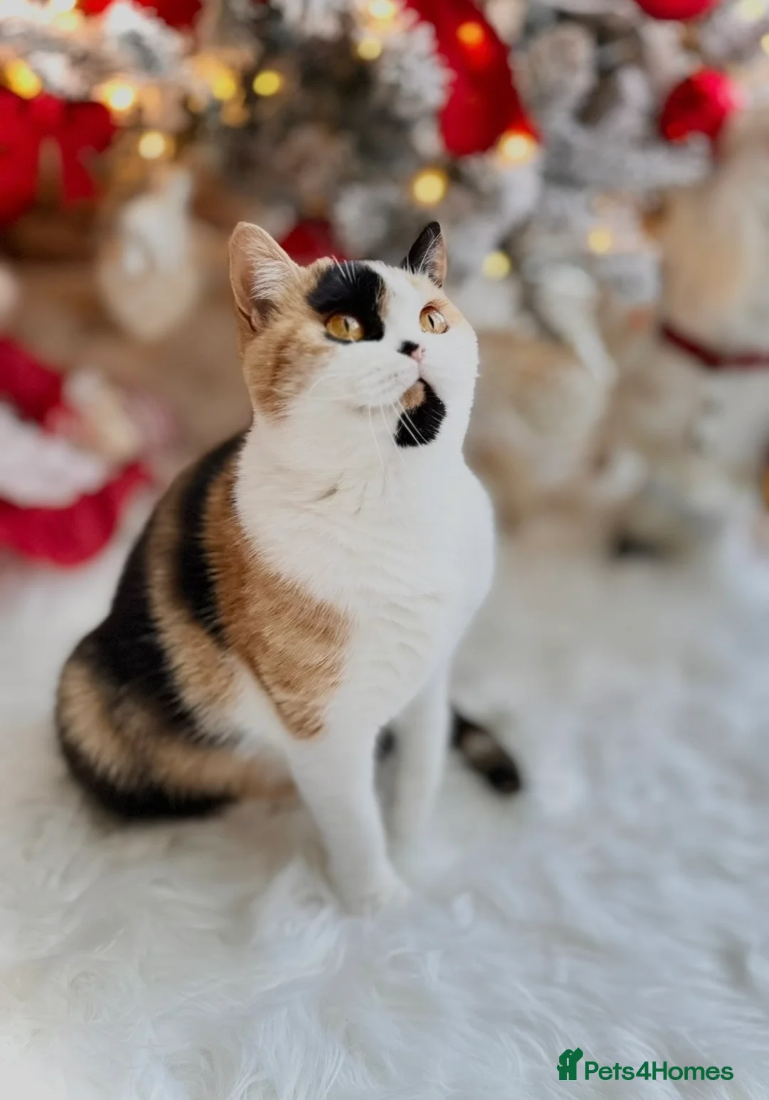 British Shorthair cats for sale: Sweet Layla BSH tortie ❤️❤️❤️ - Advert 1