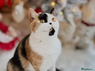 British Shorthair cats Sweet Layla BSH tortie ❤️❤️❤️ - Advert 9