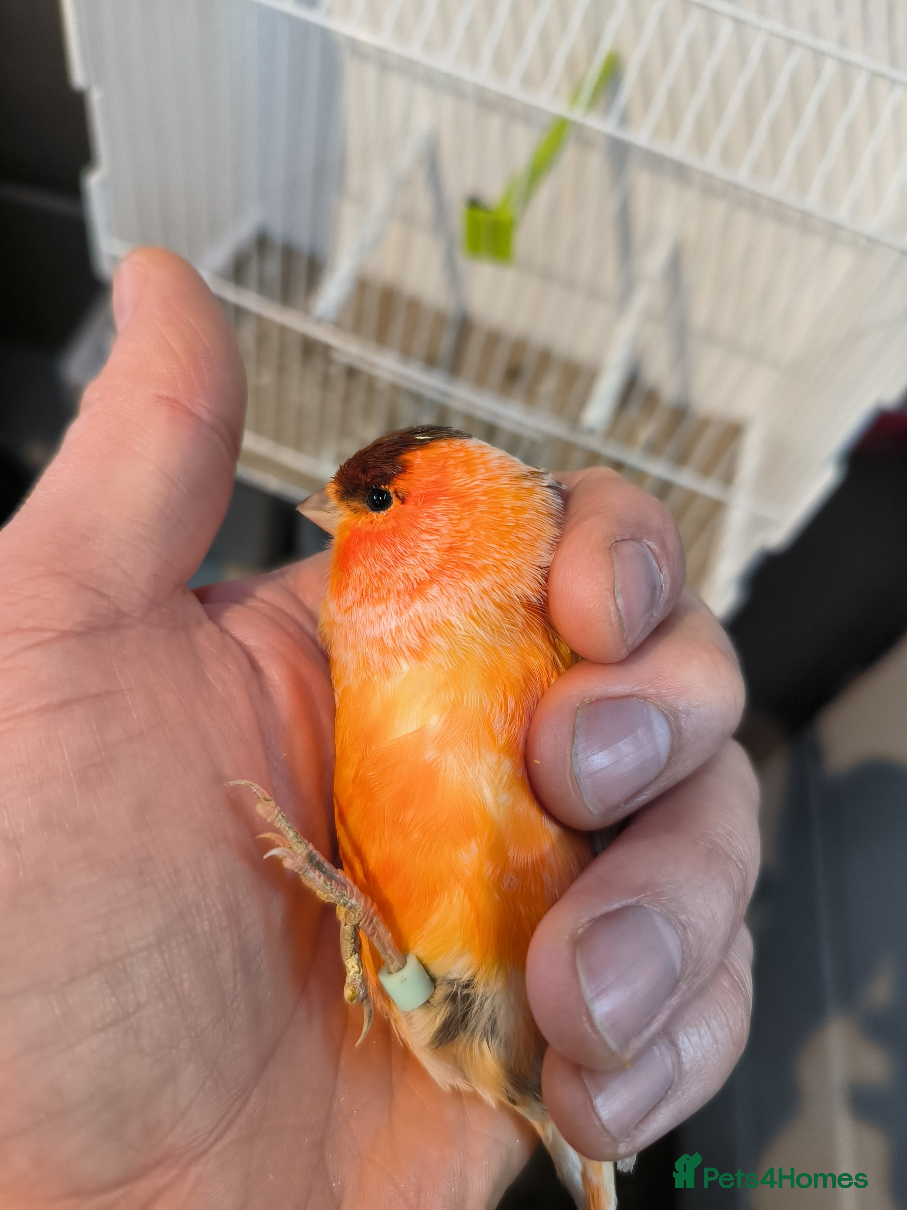 Canaries birds 5 beautiful 2025 canaries  - Advert 20