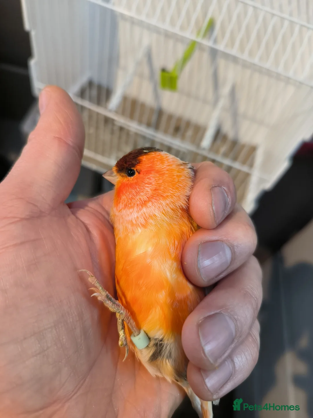 Canaries birds for sale: 5 beautiful 2025 canaries  - Advert 1