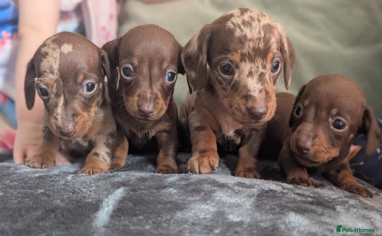 Miniature Dachshund dogs - Advert 6