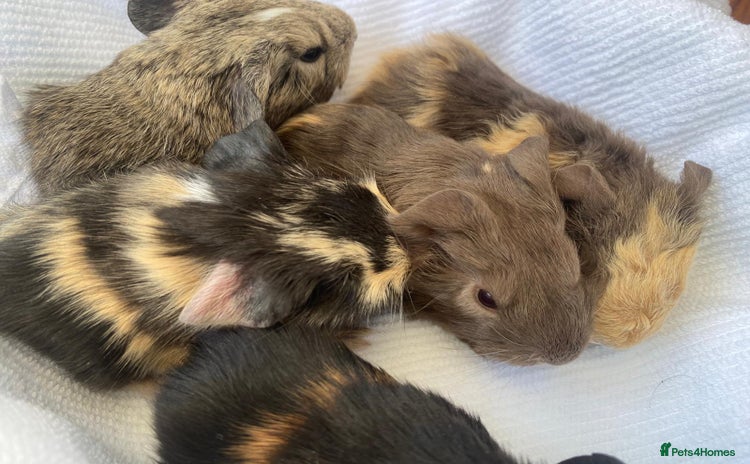 Guinea Pig rodents - Advert 2