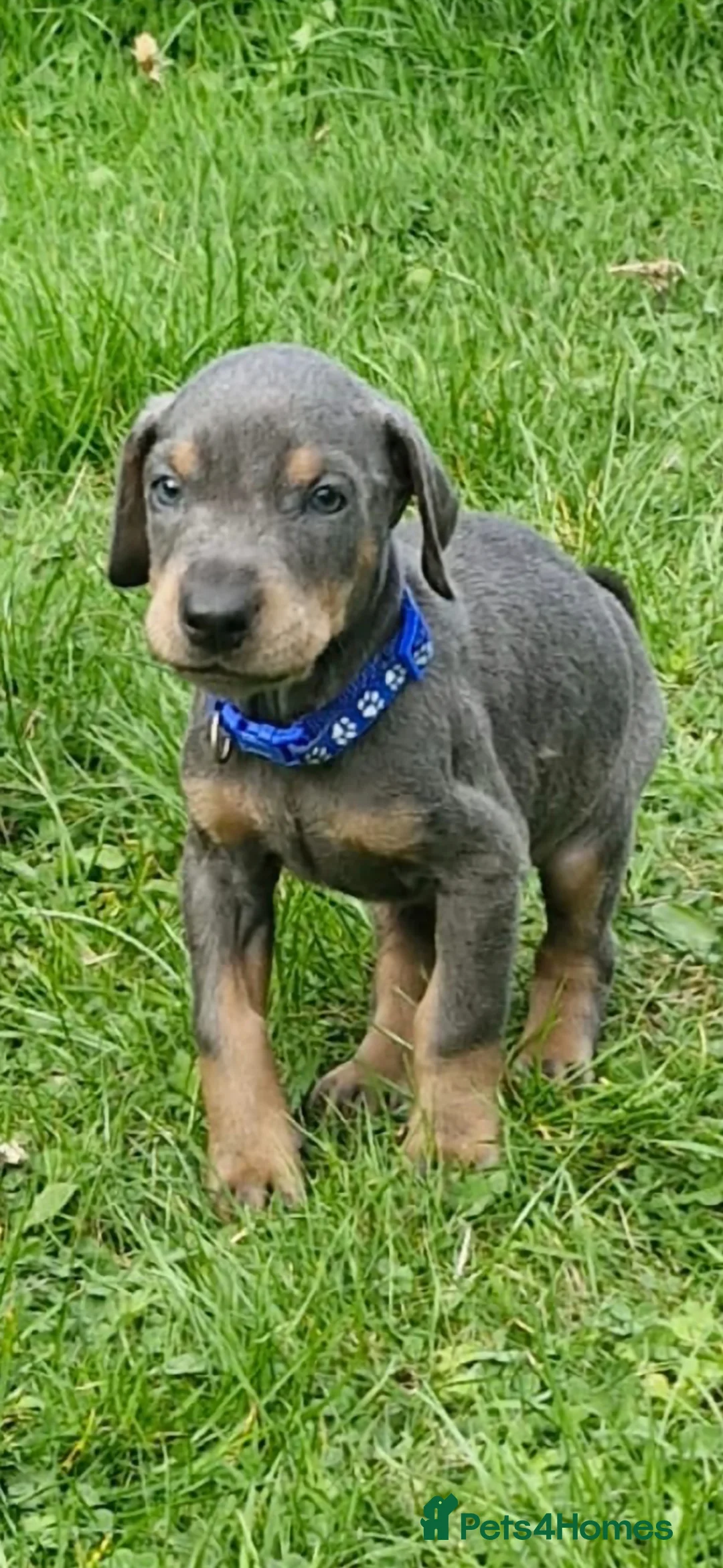 Dobermann dogs for sale: ⭐️⭐️⭐️⭐️⭐️ KC Reg European Dobermann puppies - Advert 5