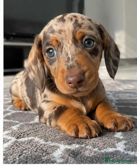 Miniature Dachshund dogs Stunning Miniature Dachshund Puppies available - Advert 13