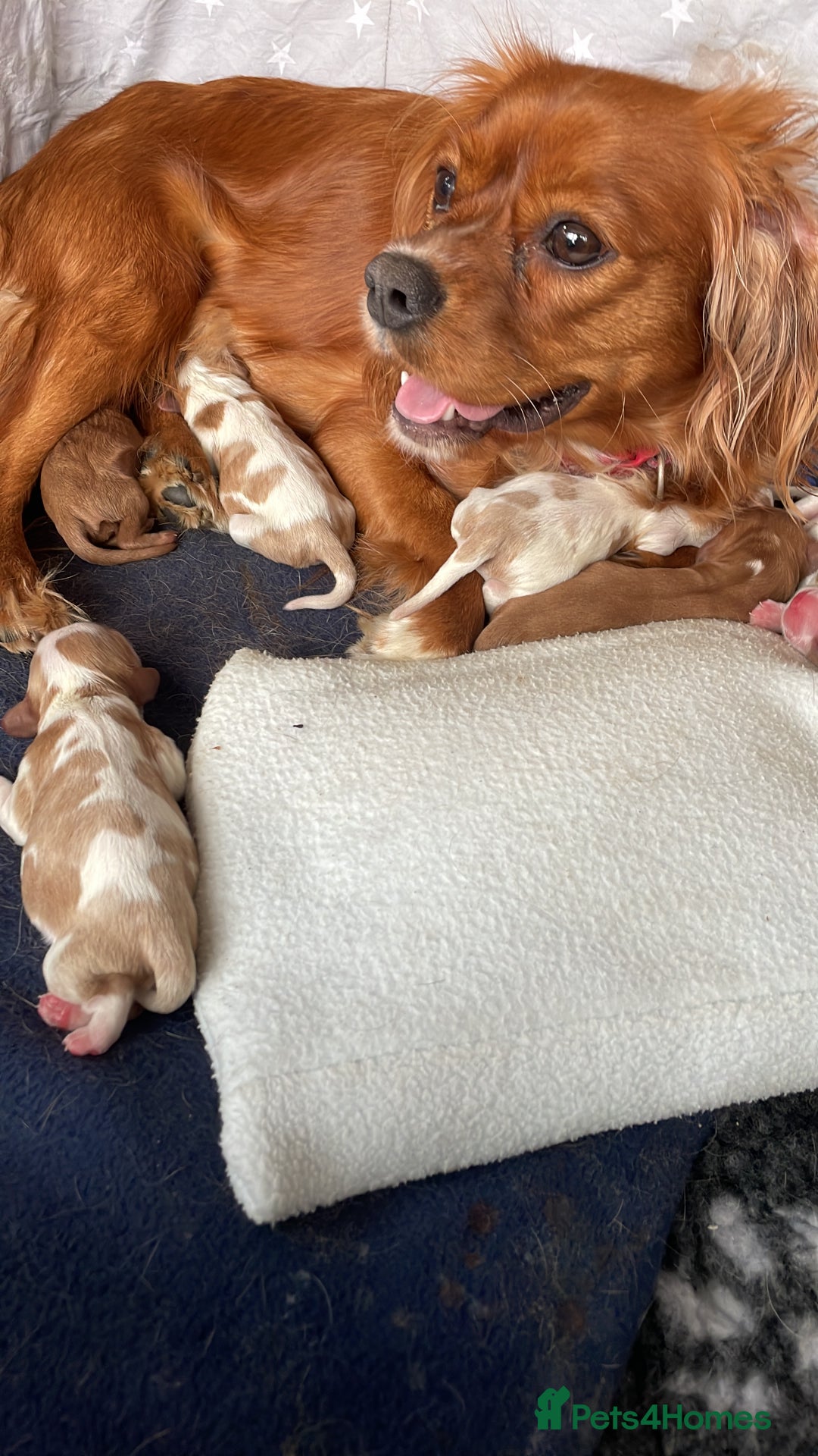 Cavalier King Charles Spaniel dogs for sale: Chocolate Carriers KC Vet Health Checked - Advert 2