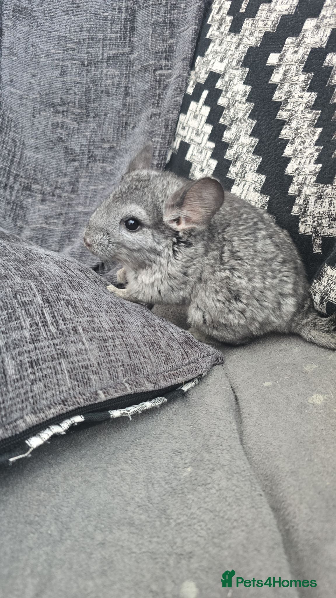 Chinchilla rodents Lovely chinchila kits all standard  - Advert 1