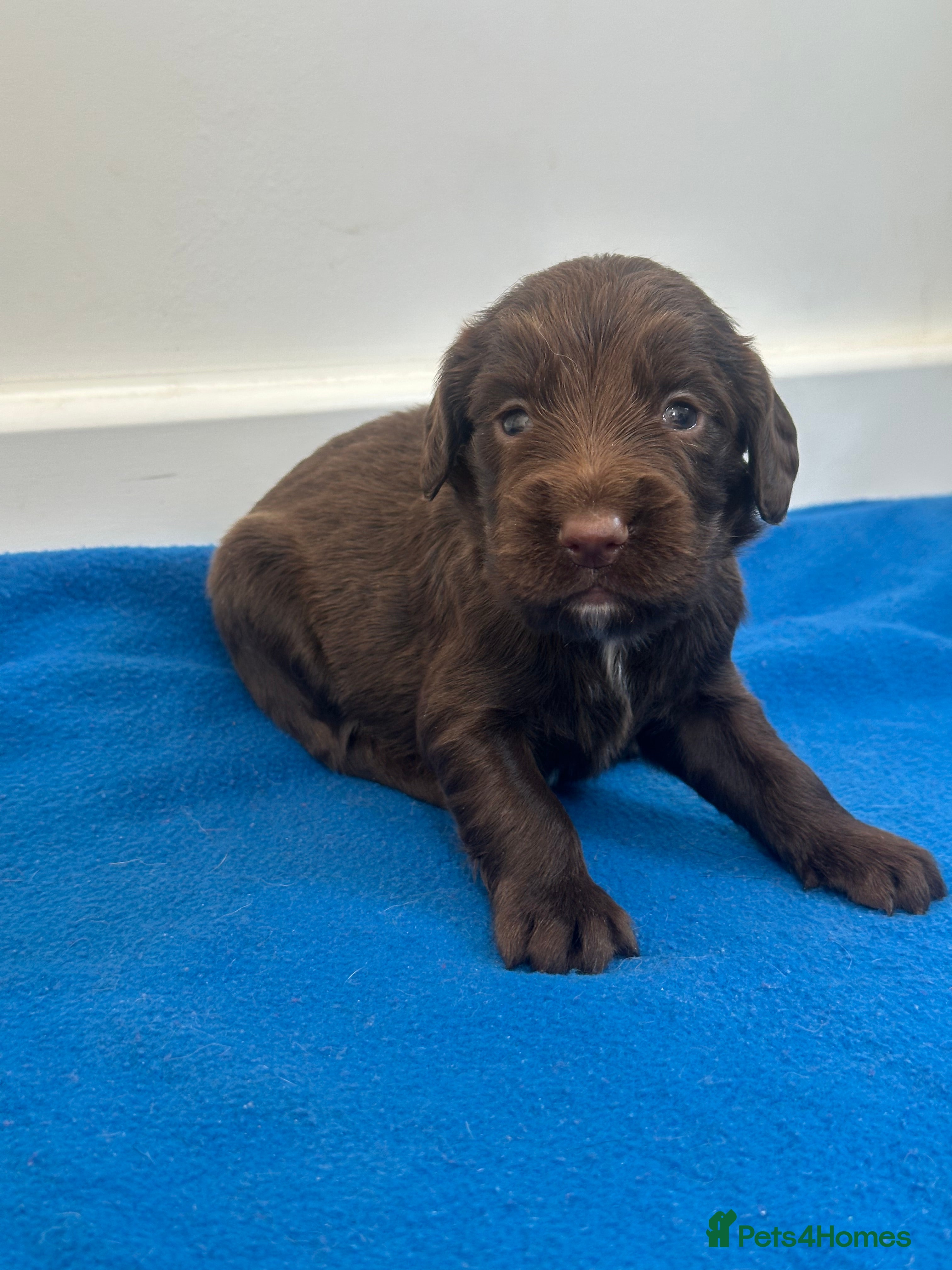 Sprocker dogs Fully Health Tested F1 Sprocker Spaniel Puppies - Advert 2