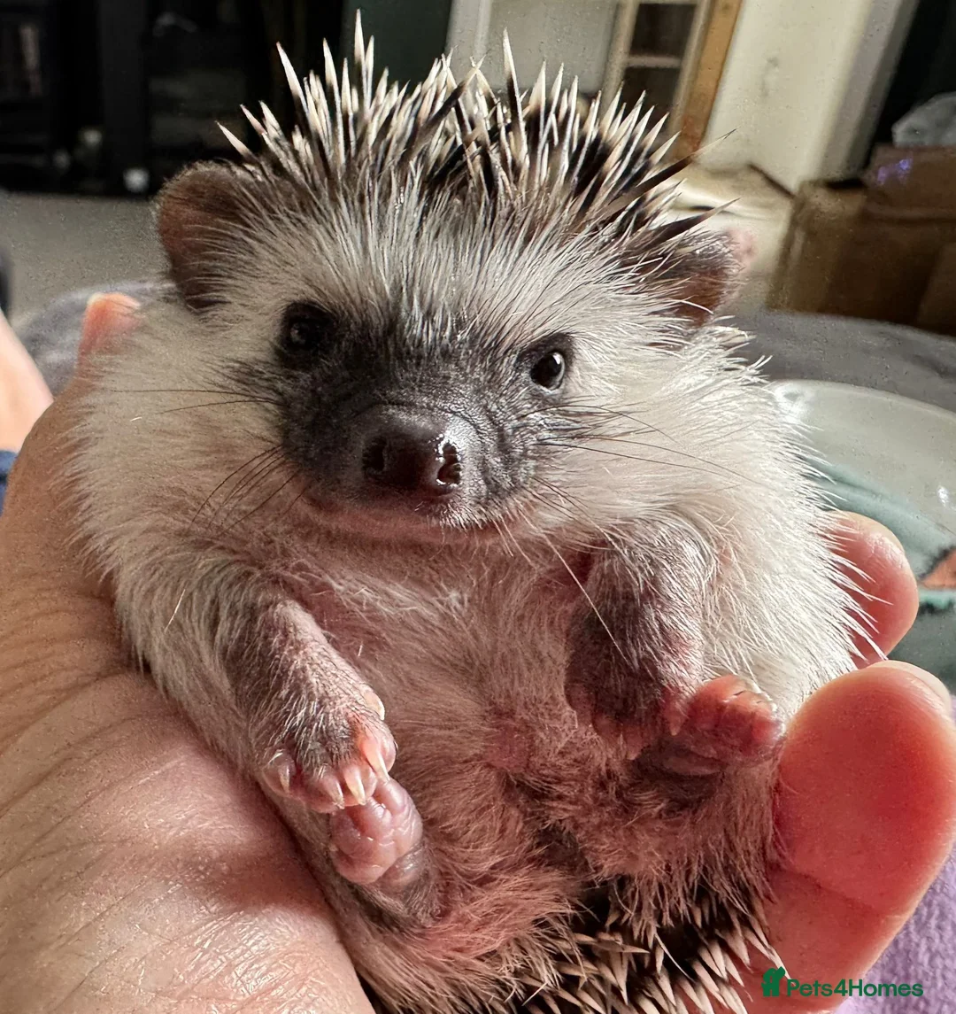 Pygmy Hedgehog rodents for sale: African Pygmy Hedgehog - Advert 1