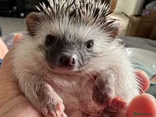 Pygmy Hedgehog rodents African Pygmy Hedgehog - Advert 1