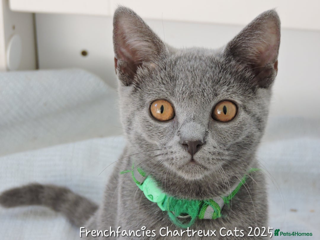 Chartreux cats for sale: Chartreux kittens  - Image 7