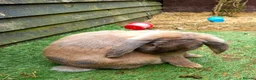 French Lop rabbits for sale: Beautiful female French Lop - Advert 7