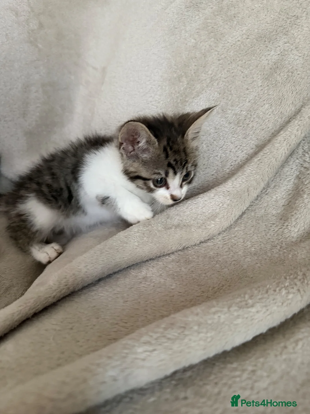 Mixed Breed cats for sale: 5 kittens for sale  in Southend-on-Sea - Advert 10