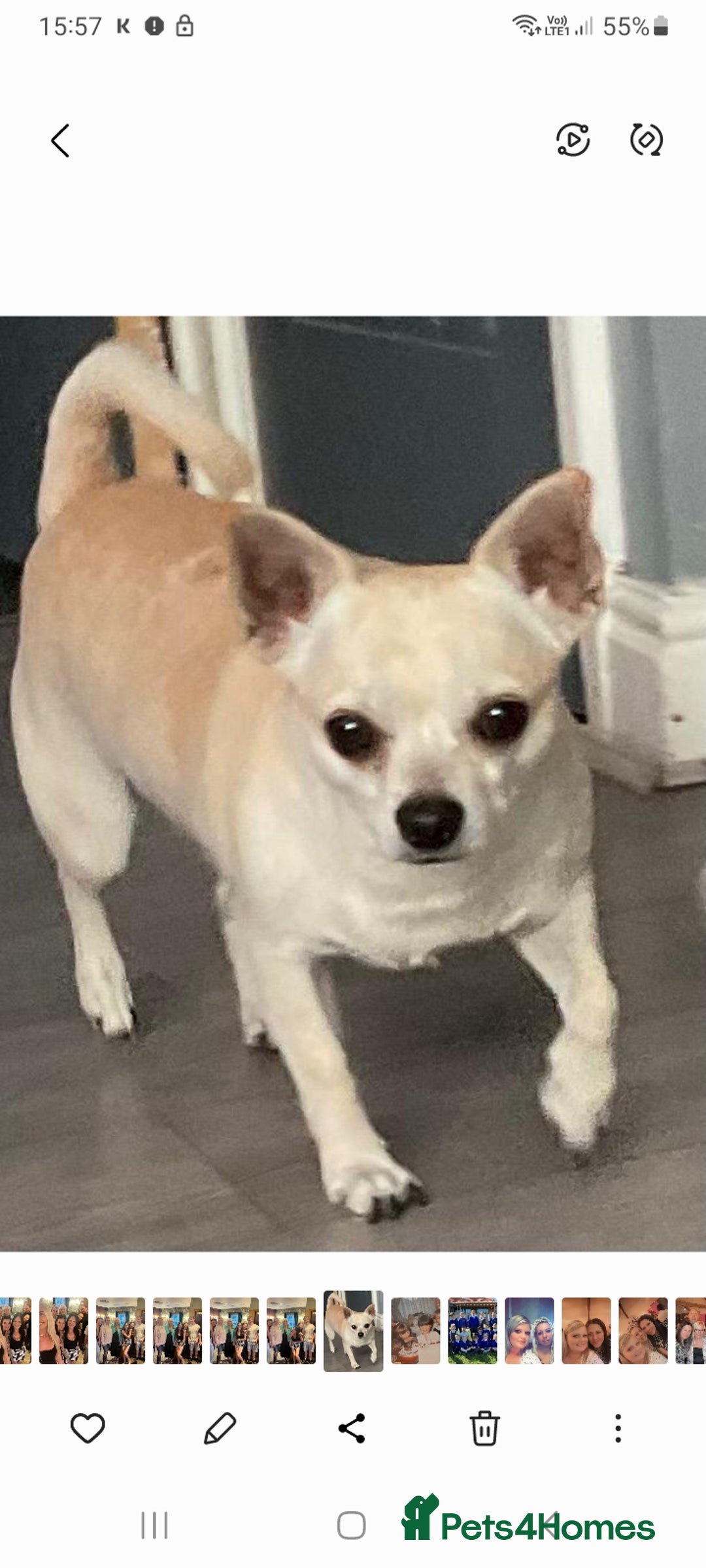 Chihuahua dogs for stud: Male chihuahua  - Advert 9