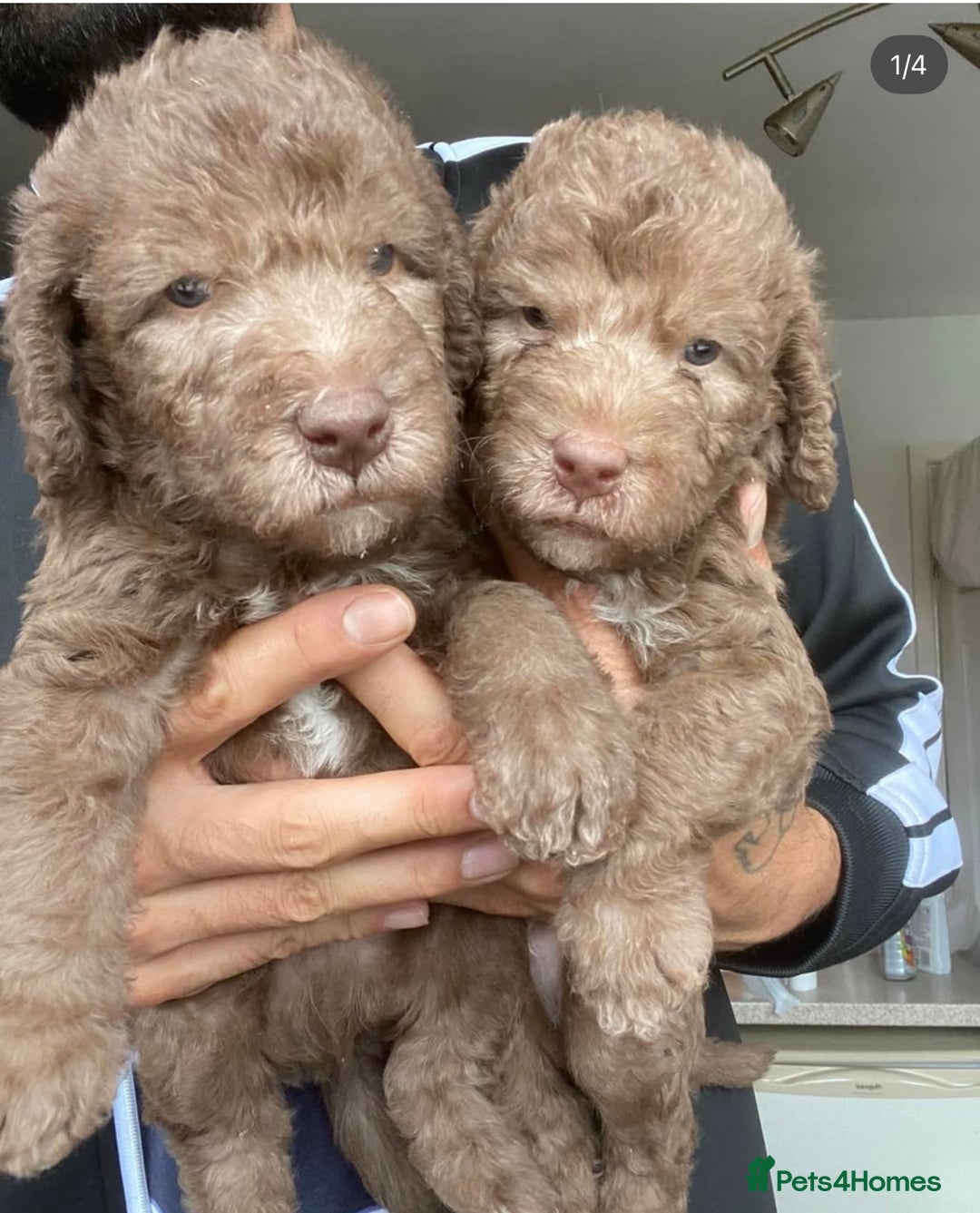 Bedlington Terrier dogs for sale: KC REGISTERED BEDLINGTON TERRIERS - Advert 4