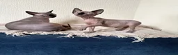 Sphynx cats for sale: READY TO LEAVE Canadian Sphynx kitten  - Advert 3