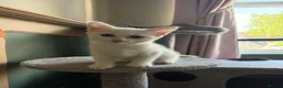 RagaMuffin cats for sale: Raggamuffin x kittens  - Advert 4