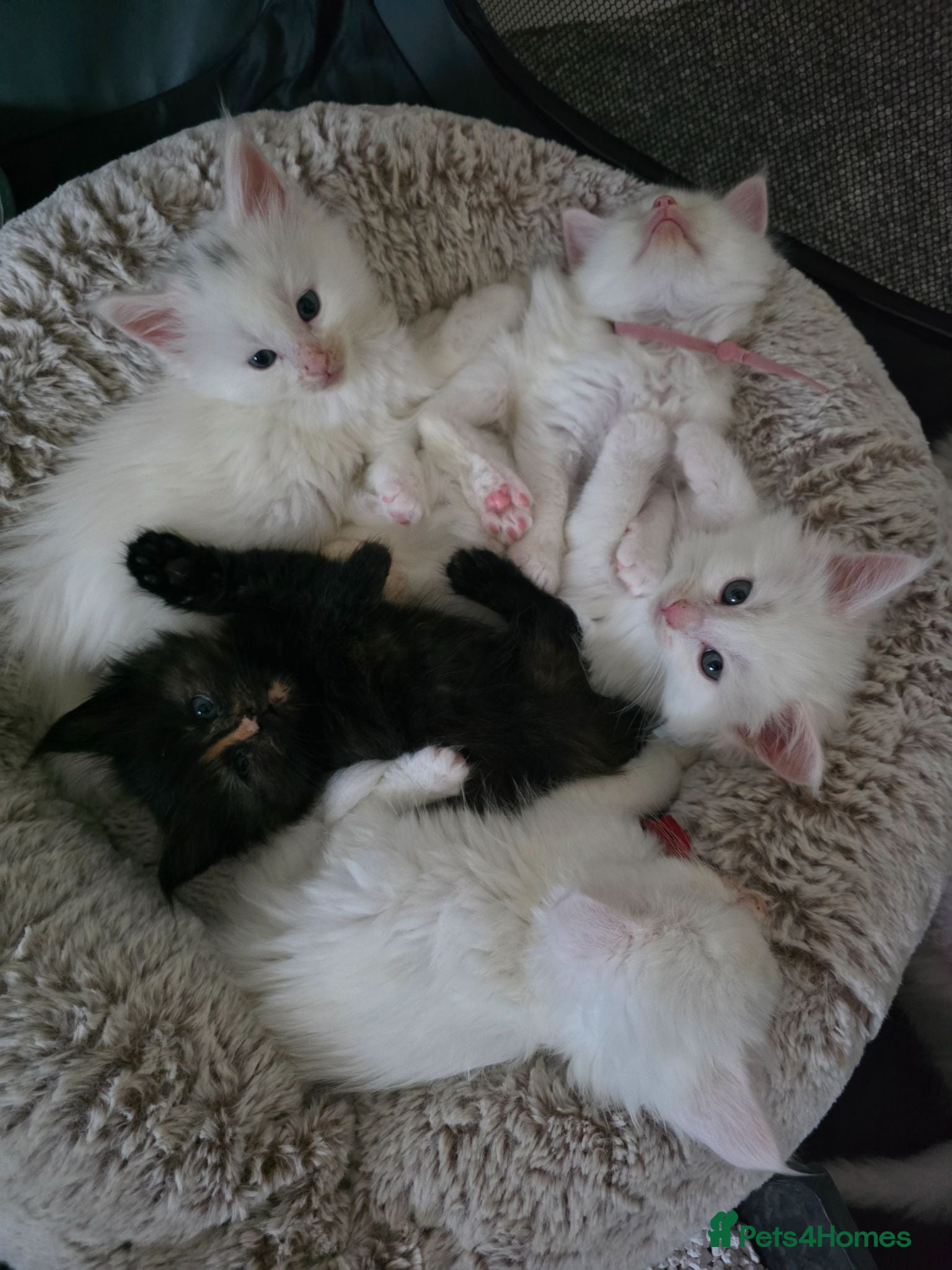 Maine Coon cats Maine coon kittens Russian blood lines - Advert 18