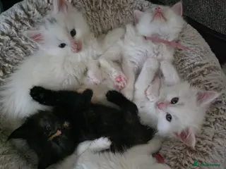 Maine Coon cats Maine coon kittens Russian blood lines - Advert 1