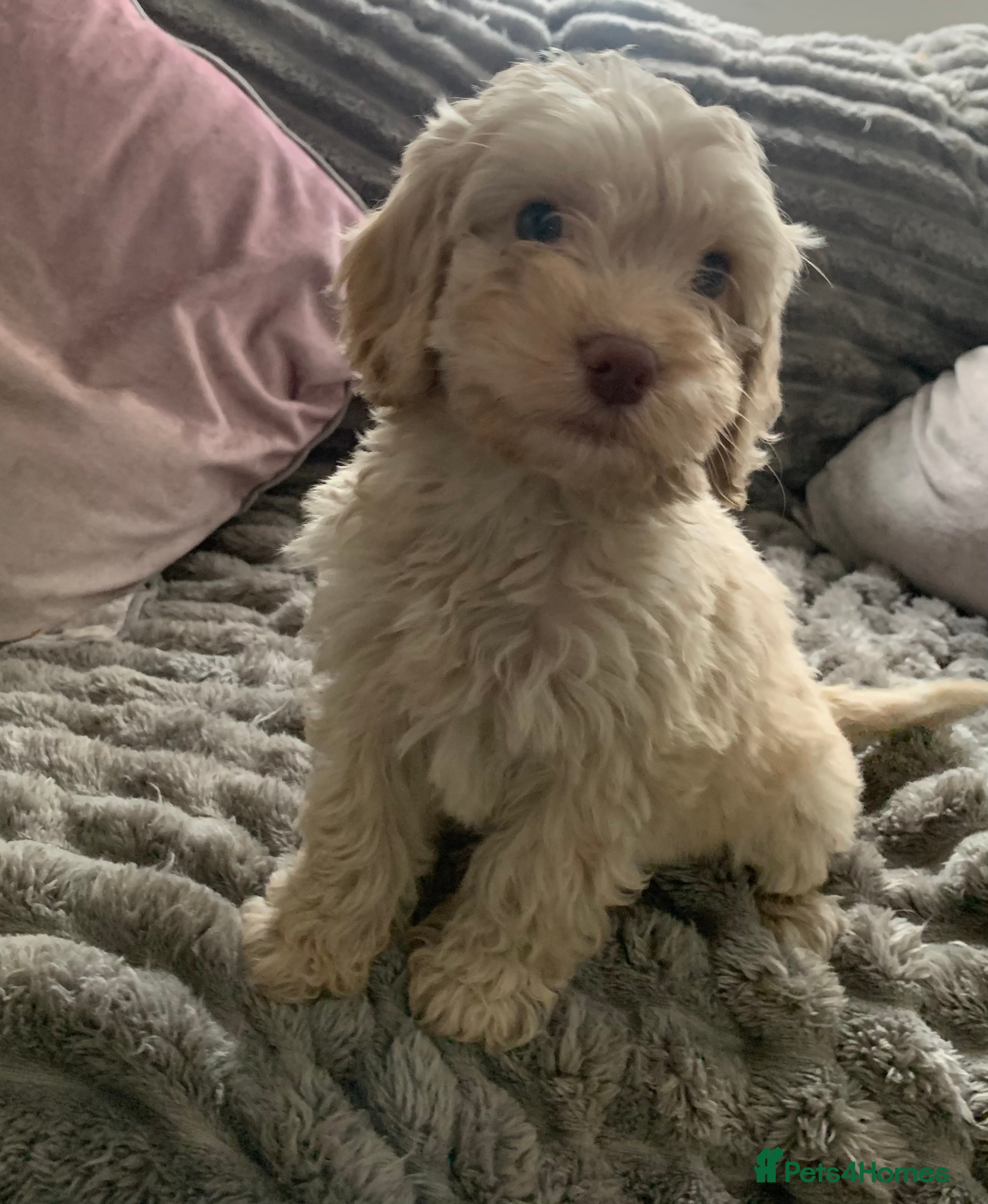 Cockapoo dogs Stunning Toy cockapoo puppies  - Advert 10