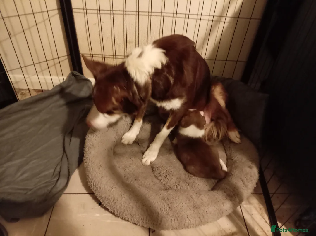 Welsh Collie dogs for sale: Tri colour Welsh sheepdog - Advert 6