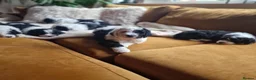 Sheepadoodle dogs for sale: Ultimate Pedigree F1 Sheepadoodles  - Advert 2