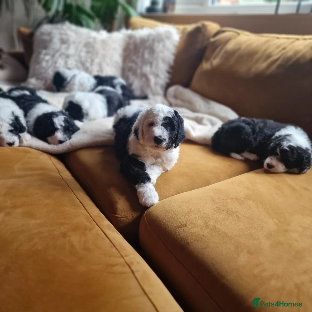 Sheepadoodle dogs for sale: Ultimate Pedigree F1 Sheepadoodles  - Advert 2