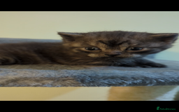 British Shorthair cats for sale:  🐾 BSH Blue,Chocolate& Tabby– Whiskers Kittens 🐾 - Image 1