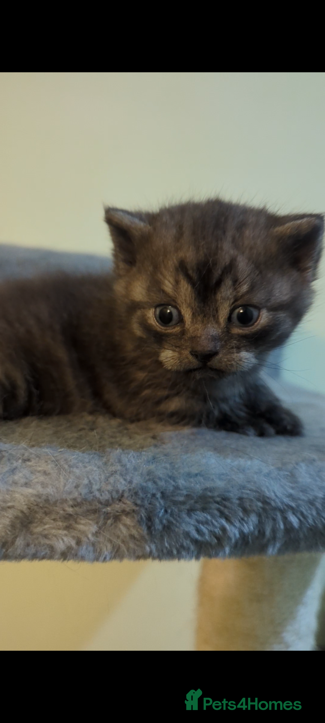 British Shorthair cats for sale:  🐾 BSH Blue,Chocolate& Tabby– Whiskers Kittens 🐾 - Image 1