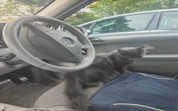 Ragcoon cats for sale: Maine coon X Ragdoll kitten - Image 21