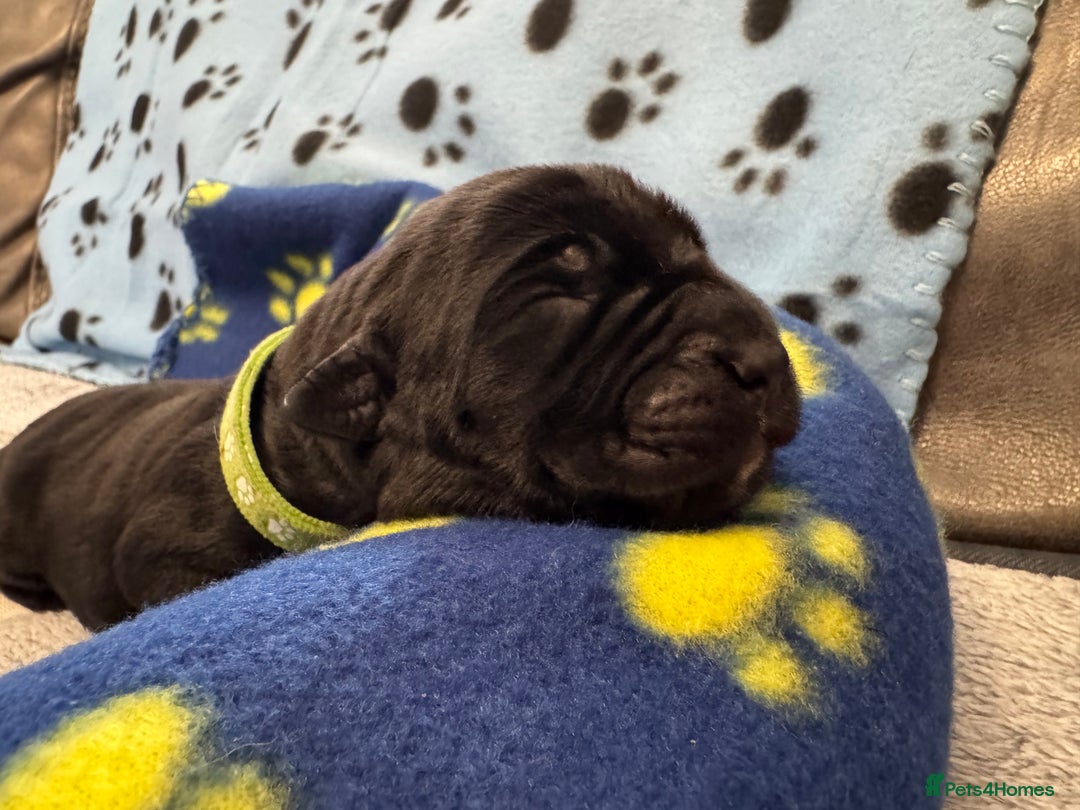 Neapolitan Mastiff dogs for sale: Neapolitan mastiff puppies  - Image 39