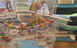 Conures birds for sale: Pineapple Conoures - Image 4
