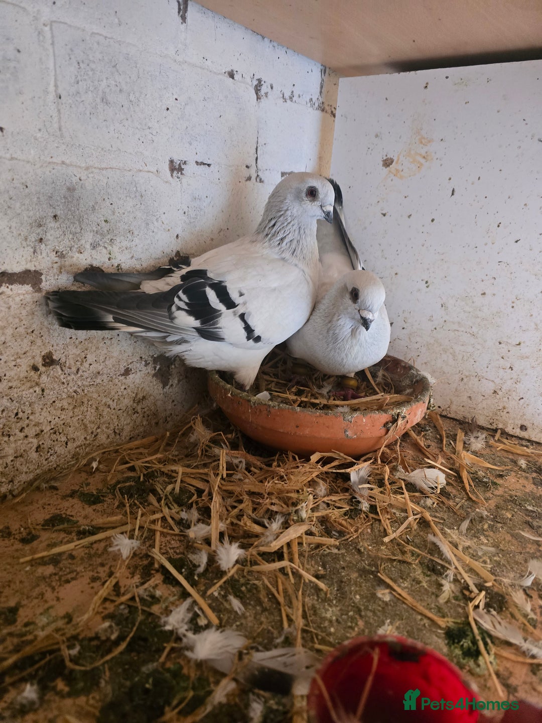 Pigeons birds for sale: Doves - Advert 2