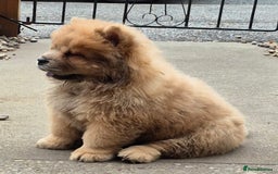Chow Chow dogs for sale: Chow chow puppies - Image 5
