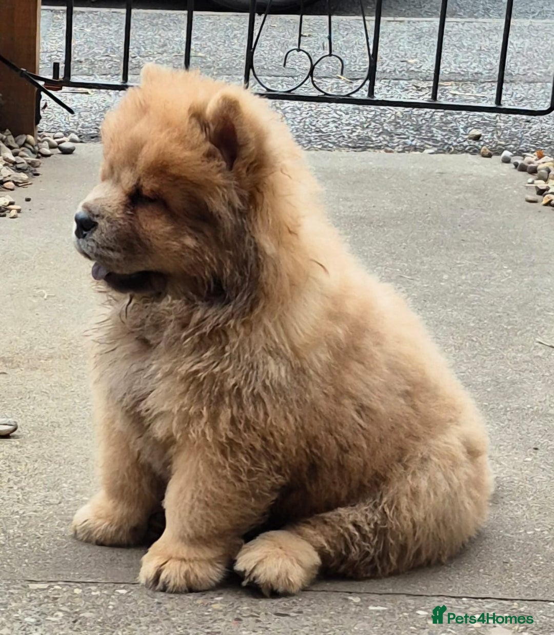 Chow Chow dogs for sale: Chow chow puppies - Image 5
